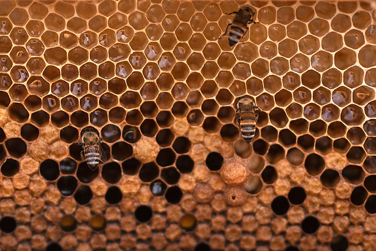 SEDRA Yemeni Honeycomb